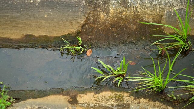 Dirty Urban Drainage Ditch with Stagnant Water and Wild Grass Growing in Concrete Canal