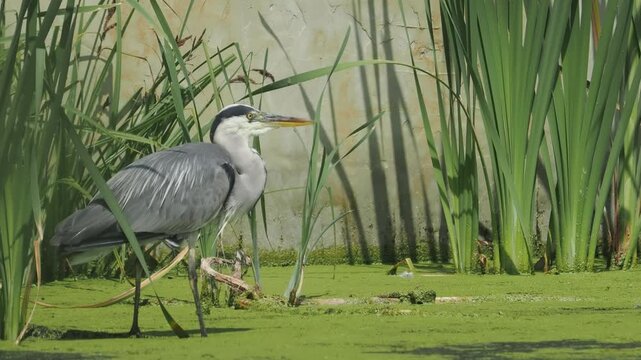 Grey heron (Ardea cinerea) foraging in duckweed-covered pond, reed margin, Hertfordshire, UK.