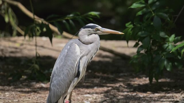 grey heron (Ardea cinerea) bird standing on the ground