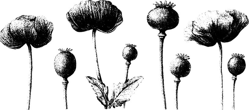 Traced black and white opium poppy seed pods and blossoms botanical illustration set for poster and surface pattern design