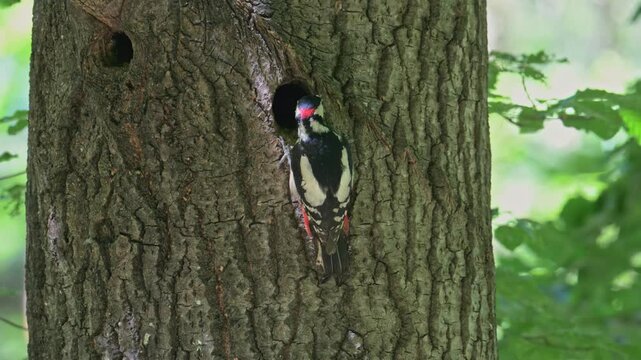 Great spotted woodpecker male feeding chicks at the nest hole in stem