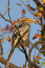Southern Yellow-billed Hornbill (Tockus leucomelas). Taken in Kruger National Park, South Africa. © Jenny Grewal