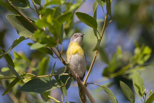 Yellow-breasted Apalis (Apalis flavida) perched in a tree. Taken in Kruger National Park, South Africa.