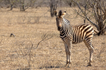 Obraz premium Plains (Burchell's) Zebra (Equus quagga). Taken in Kruger National Park, South Africa.