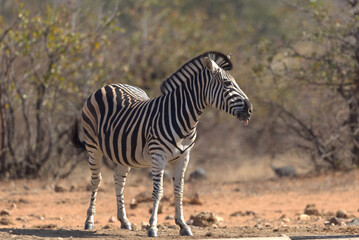 Obraz premium Plains (Burchell's) Zebra (Equus quagga). Taken in Kruger National Park, South Africa.