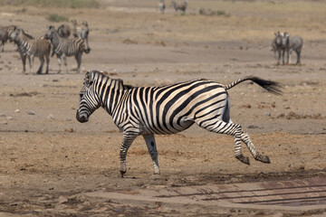 Obraz premium Plains (Burchell's) Zebra (Equus quagga) running. Taken in Kruger National Park, South Africa.
