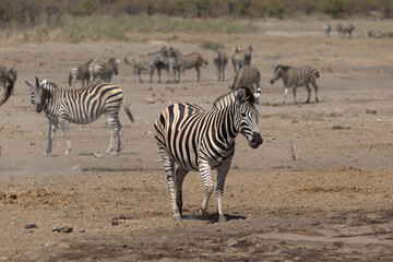 Obraz premium Plains (Burchell's) Zebra (Equus quagga). Taken in Kruger National Park, South Africa.