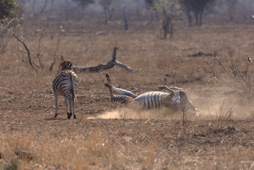 Obraz premium Plains (Burchell's) Zebras (Equus quagga) rolling in the dust. Taken in Kruger National Park, South Africa.