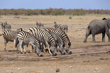 Obraz premium Plains (Burchell's) Zebras (Equus quagga) drinking at a waterhole. Taken in Kruger National Park, South Africa.