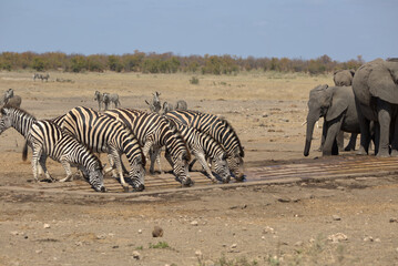 Obraz premium Plains (Burchell's) Zebras (Equus quagga) drinking at a waterhole. Taken in Kruger National Park, South Africa.