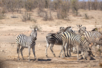 Obraz premium Plains (Burchell's) Zebras (Equus quagga). Taken in Kruger National Park, South Africa.