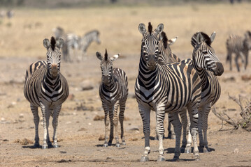 Obraz premium Plains (Burchell's) Zebras (Equus quagga). Taken in Kruger National Park, South Africa.