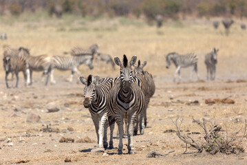 Obraz premium Plains (Burchell's) Zebras (Equus quagga). Taken in Kruger National Park, South Africa.