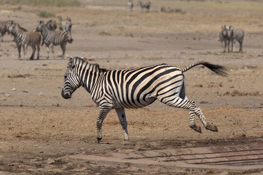 Plains (Burchell's) Zebra (Equus quagga) running. Taken in Kruger National Park, South Africa.