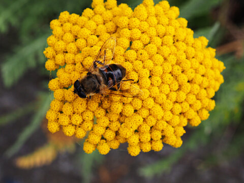 Wild bee on a yarrow flower
