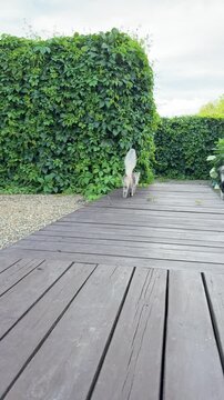 The gray cat gets up and runs away, raising and puffing up its tail.