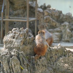 back portrait of monkey sitting on the rocks © ElizabethGo