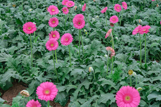 Pink gerbera flowers plantation