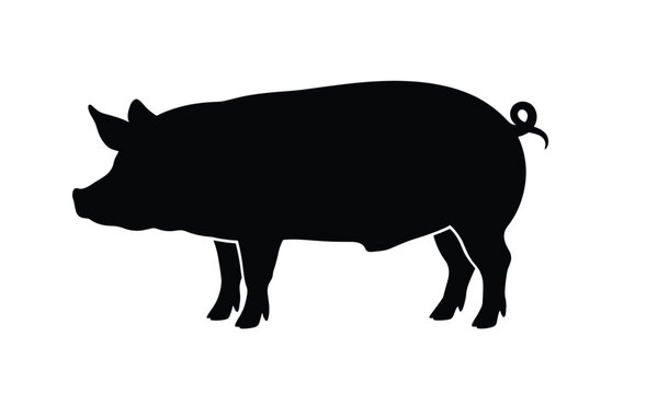  pig silhouette vector illustration white background