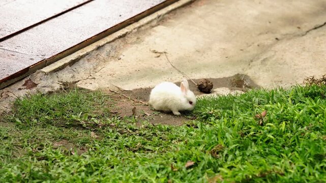 Cute White Baby Rabbit Grazing on Green Grass in a Natural Outdoor Setting