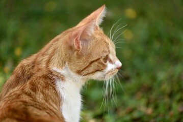 Tête de chat de profil © PHILETDOM