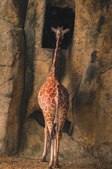 giraffe in the zoo © Lala Wu