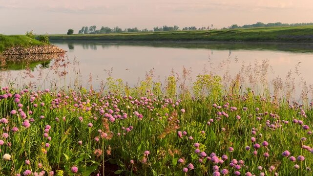 Pink wild garlic flowers along Elbe River in Germany at sunrise. Soft morning light, peaceful atmosphere and lush spring nature create beautiful scenic landscape