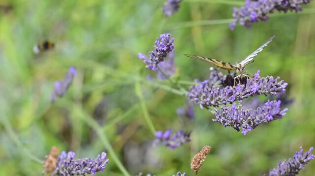 Southern swallowtail foraging the nectar on Lavender flowers with a Buff tailed Bumblebee foraging and flying in the background. Iphiclides podalirius, Lavandula sp, r&eacute;gion Centre, France, Europe