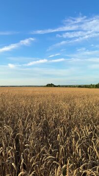 The expanses of golden wheat on a bright, sunny day.