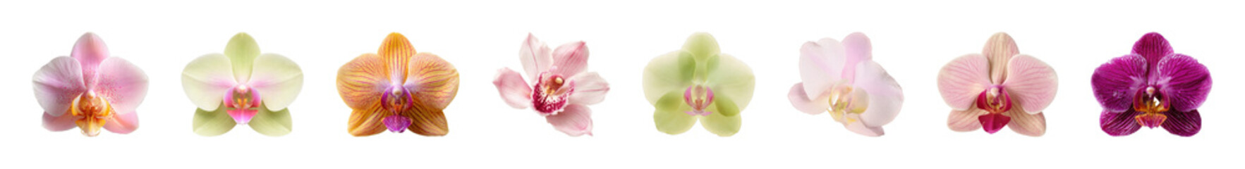 Obraz premium PNG Vibrant orchids in stunning array on transparent background