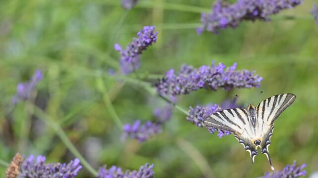 Southern swallowtail foraging the nectar on Lavender flowers with a Bumblebee flying in the background. Iphiclides podalirius, Lavandula sp, Indre-et-Loire, r&eacute;gion Centre Val de Loire, France, Europe