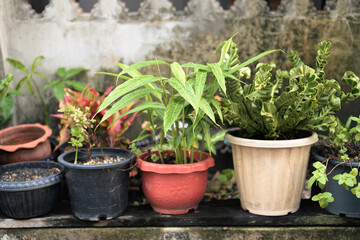 Fototapeta premium Row of Various Potted Tropical Green Plants Outdoors