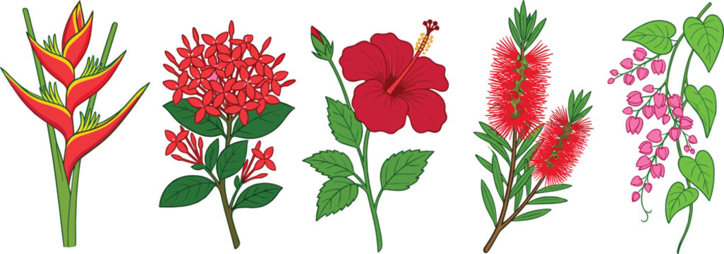 Red tropical flower vector illustration set featuring heliconia ixora hibiscus bottle brush and coral vine for summer textile patterns branding and botanical decorations