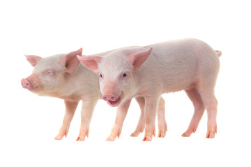 Two small pink piglets standing together on white background. © fotomaster