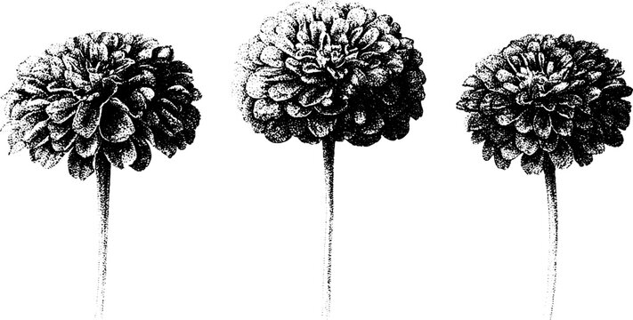 Zinnia floral botanical drawing set in black and white for vintage botanical poster and background design