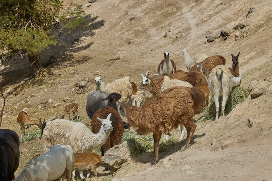 Mixed herd of llamas and alpacas feeding on dry hillside terrain