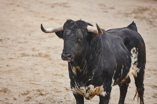 Black white fighting bull in the arena. Toro bravo. Spain