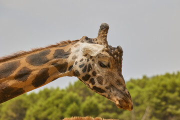 Detailed profile portrait of giraffe with blurred forest background © Anna Baranova
