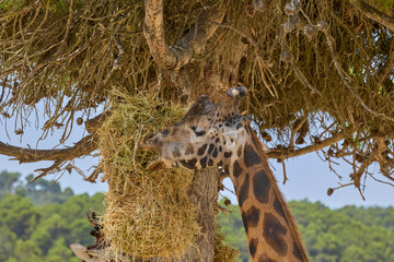 Giraffe feeding from hay suspended in tree at safari park © Anna Baranova