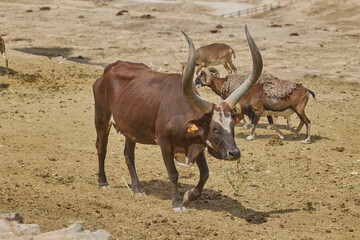 Ankole Watusi cattle with impressive horns walking in safari park © Anna Baranova