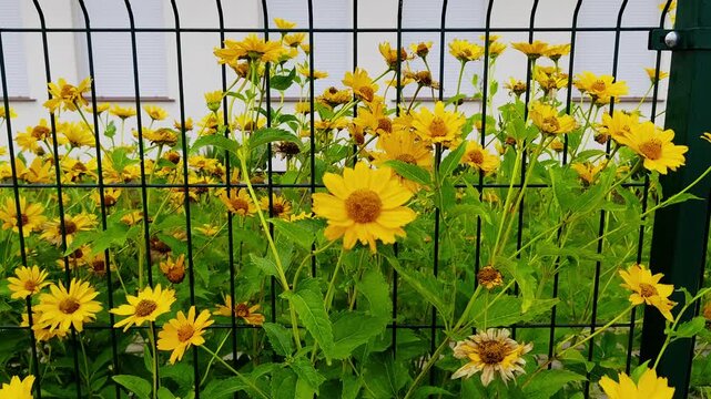 Dense cluster of blooming yellow rudbeckia (black-eyed Susan) flowers with dark centers growing behind a black metal panel fence against a white building wall with window blinds, natural daylight.