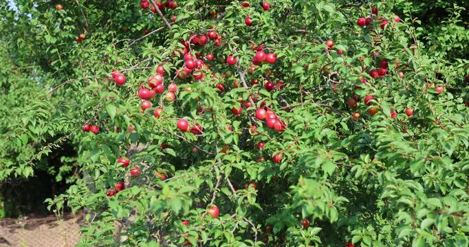 Ripe red cherry plums hanging on a tree branch in a summer garden orchard. Abundant of organic fruit