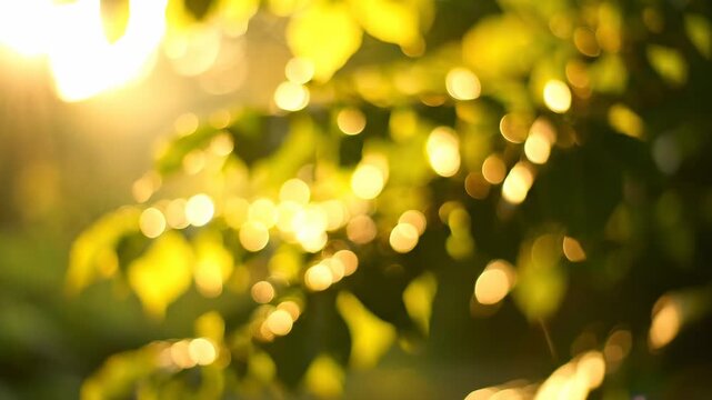 Sunlight shining through leaves creates a bright look during the day in a garden