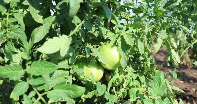 Unripe green tomatoes growing on a vine in a sunny vegetable garden. Organic home-grown vegetables