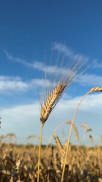 A golden, ripe ear of wheat against a blue sky with white clouds.