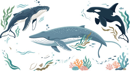 Watercolor style ocean wildlife vector clip art collection featuring humpback whale blue whale and killer whale orca swimming with seaweed coral reef elements for children nursery decoration © AdhinChandra