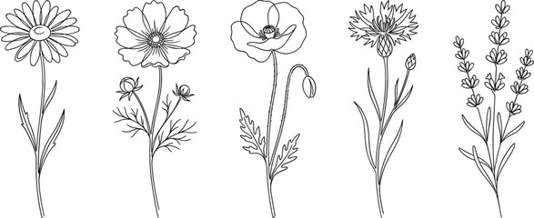 Wildflower line art set featuring hand drawn daisy cosmos poppy cornflower and lavender for minimalist botanical tattoo design wedding invitation branding © AdhinChandra