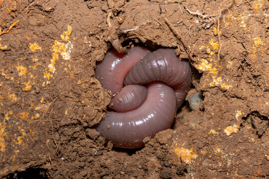 A large stumpy earthworm (Tritogeniidae Family) coiled in a hole in the soil in KwaZulu-Natal, South Africa