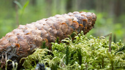  Close up of pine cone on a branch in evergreen forest  © Simas