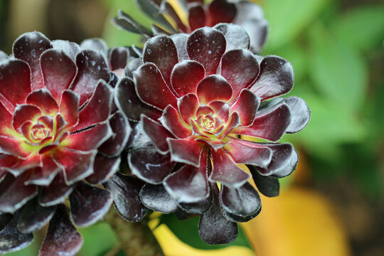 Aeonium black rose succulent plant in close up